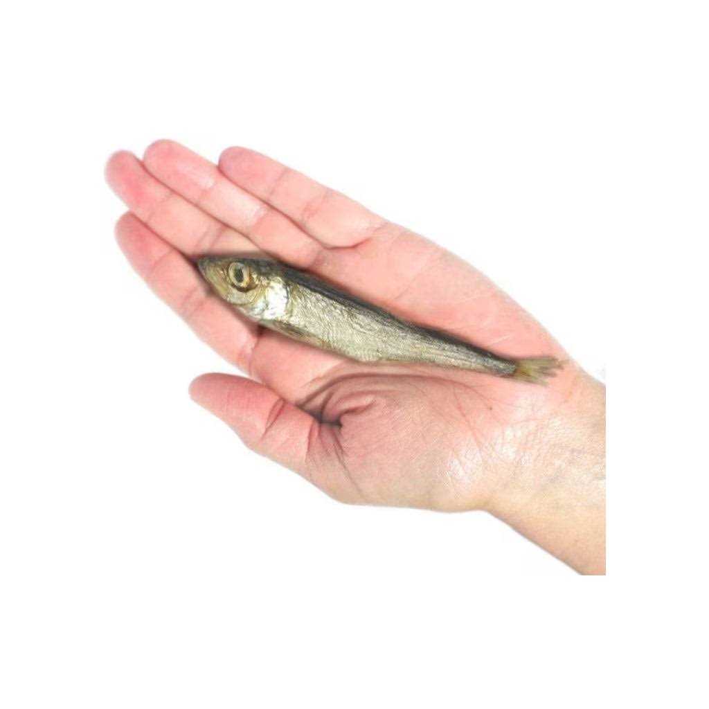 Dog Baltic Herring Pet Supplies V1385